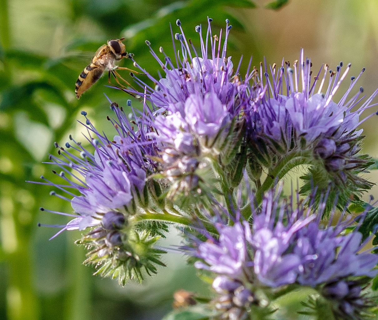 photo "***" tags: macro and close-up, nature, 