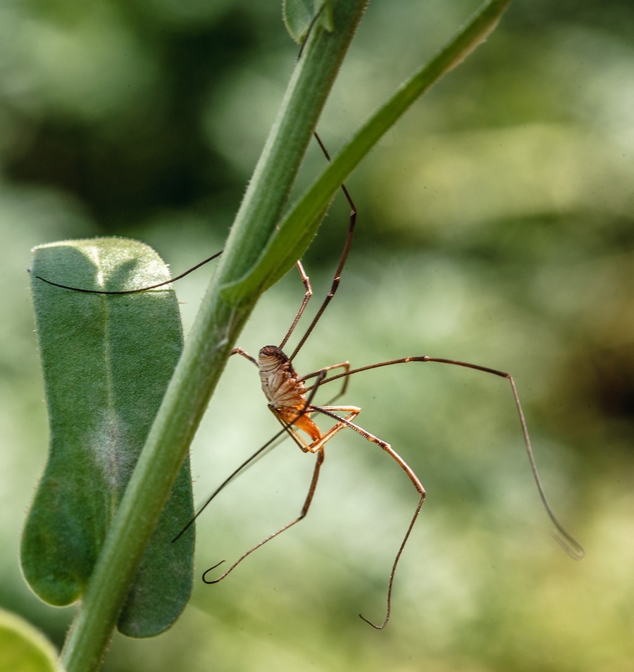 photo "***" tags: macro and close-up, nature, 