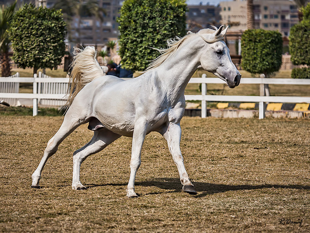 фото "Arabian" метки: природа, дикие животные