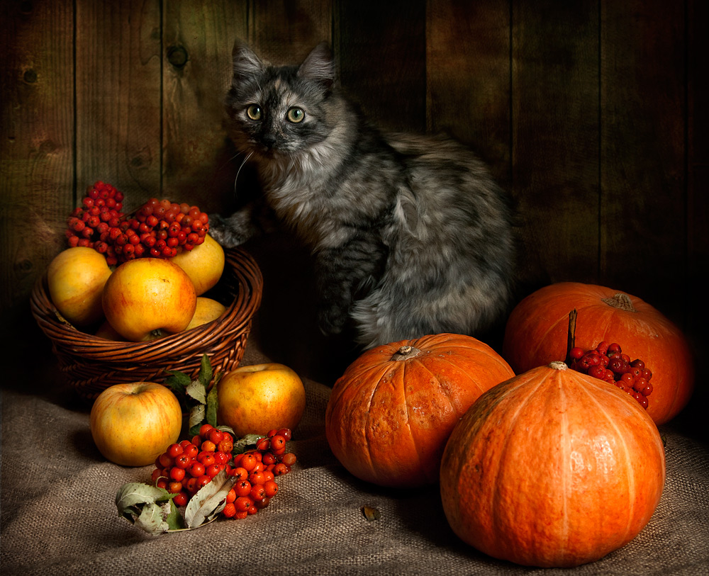 photo "Kitten in a pumpkin" tags: still life, 