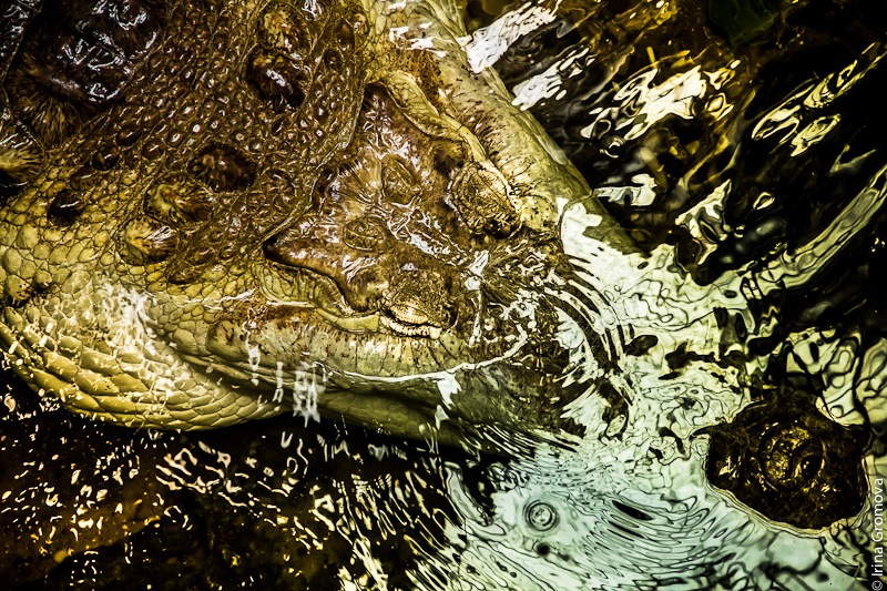 photo "***" tags: nature, crocodile