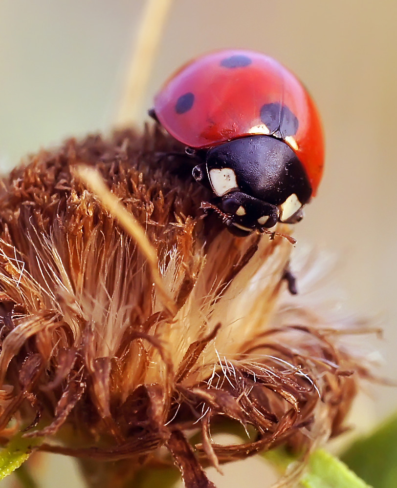 photo "божья коровка" tags: macro and close-up, nature, autumn, summer, божья коровка