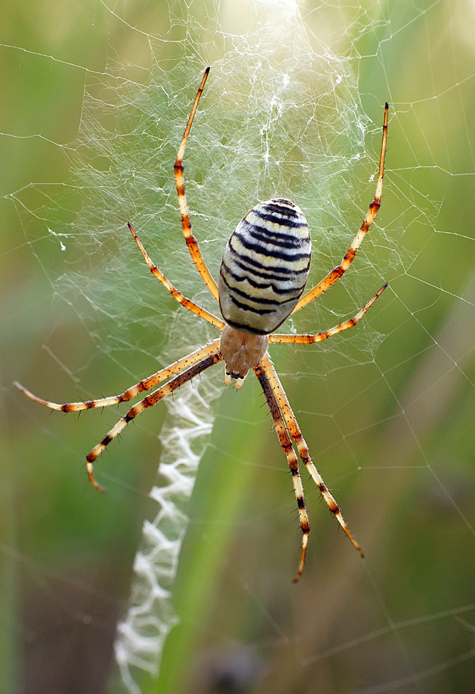 фото "Аргиопа" метки: макро и крупный план, природа, Аргиопа, паук