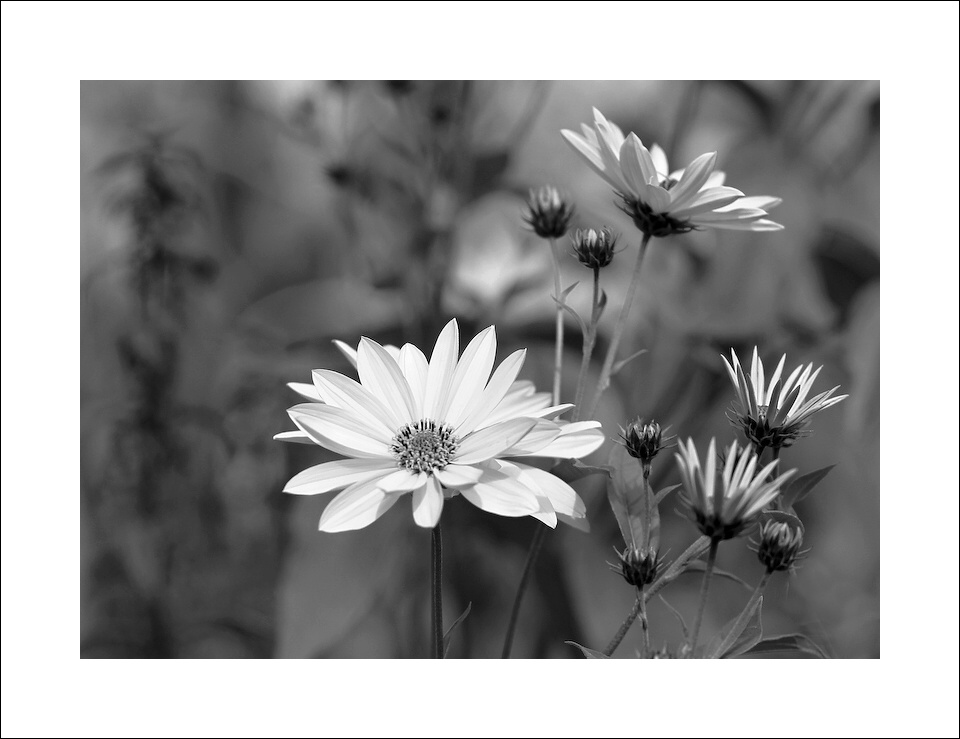 photo "***" tags: black&white, 