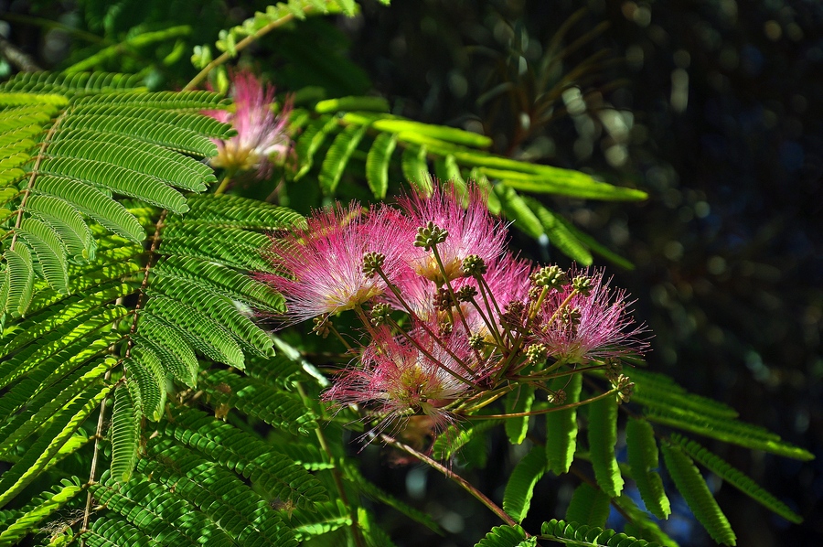 photo "***" tags: nature, flowers