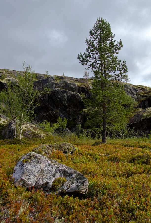 фото "Тундра" метки: пейзаж, Кольский полуостров, елки, камень, осень, скалы