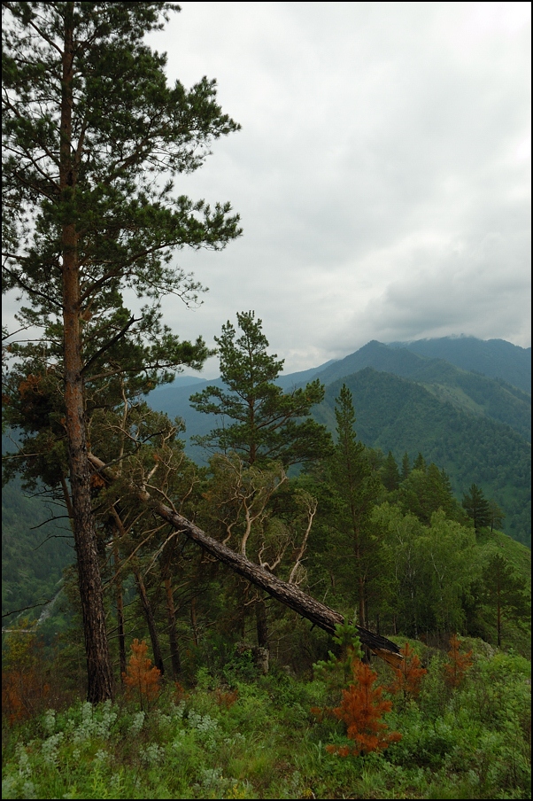 photo "View on Erlagol mountain" tags: landscape, forest, mountains, summer