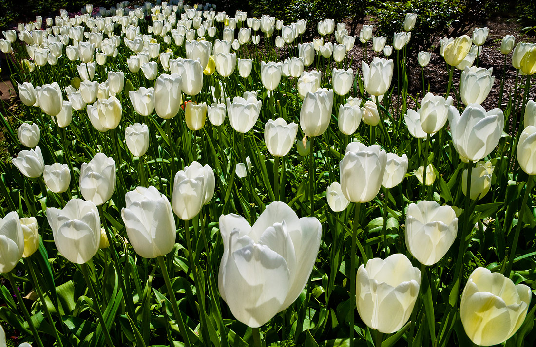 фото "White glow" метки: пейзаж, природа, tulips, цветы