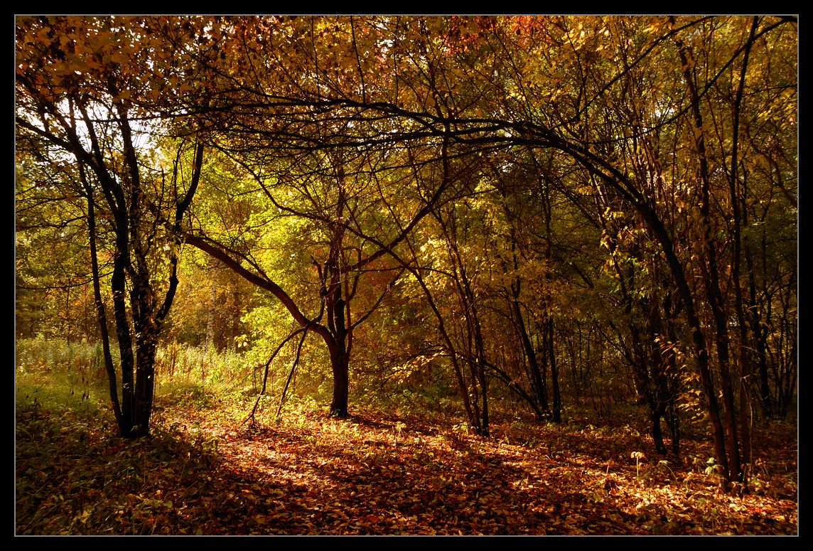 photo "Gold autumn" tags: landscape, autumn, forest