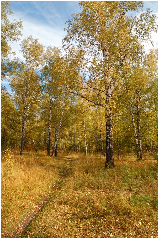 фото "В осеннем лесу" метки: пейзаж, лес, осень