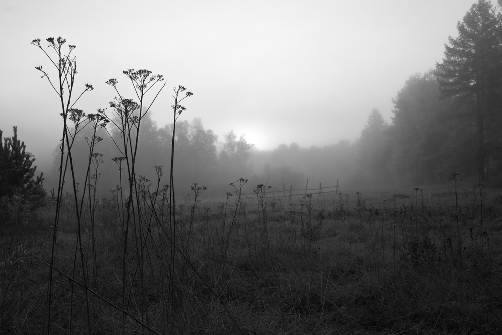 photo "***" tags: black&white, landscape, nature, fog, forest, morning, plant