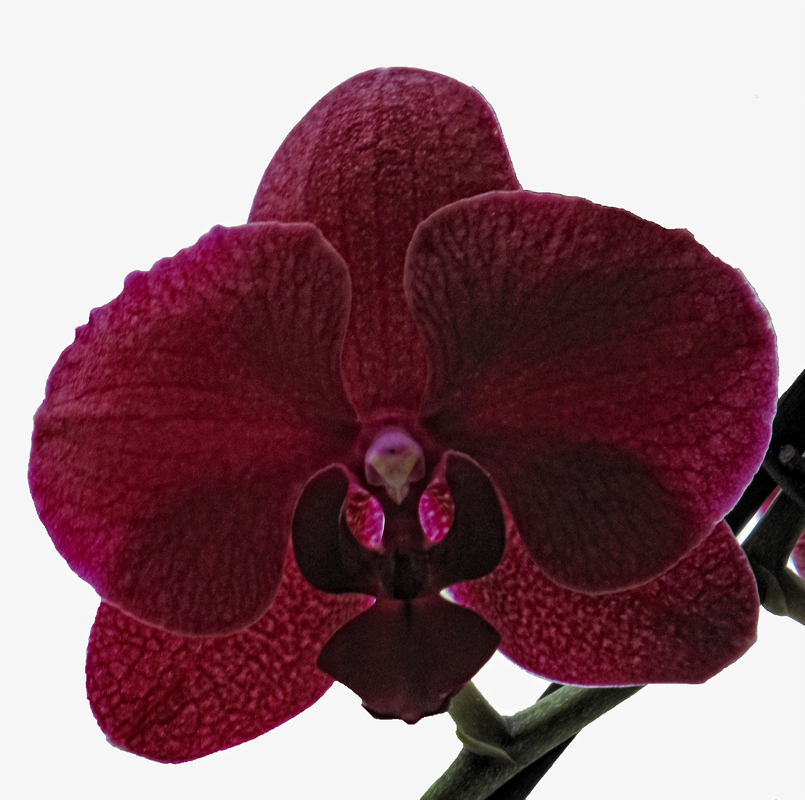 фото "Phalaenopsis BORDEAUX" метки: макро и крупный план, природа, 