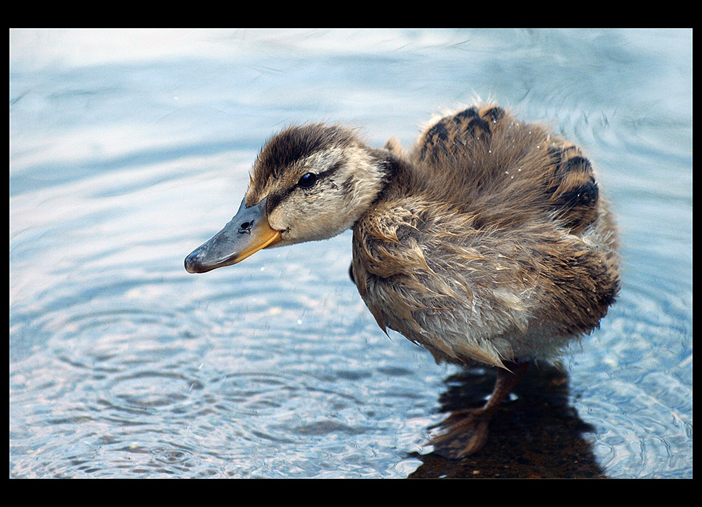 фото "Little Mallard" метки: природа, 