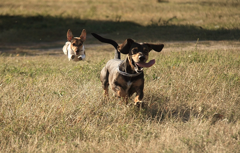 photo "hedge hopping" tags: , Кола, джек рассел, терьер