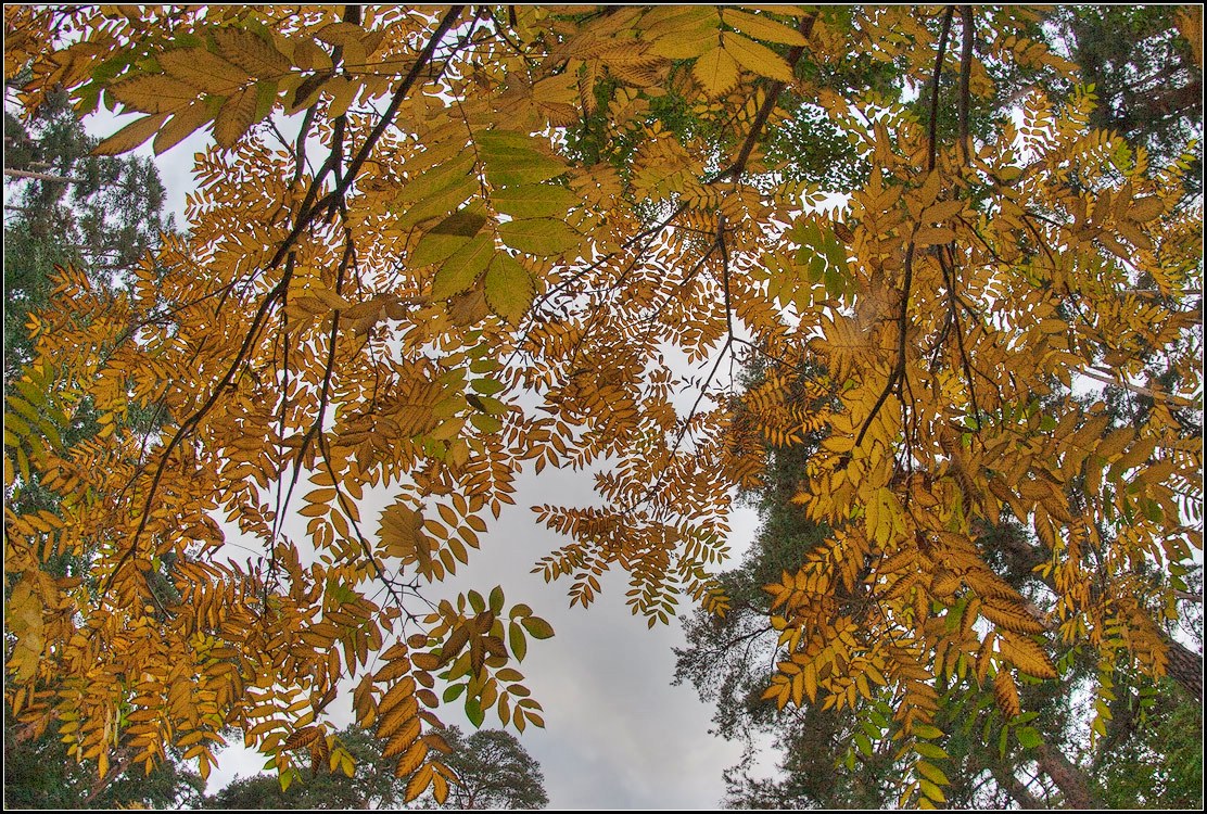 photo "autumn Gold" tags: nature, 