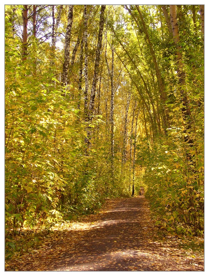 photo "***" tags: landscape, autumn, forest