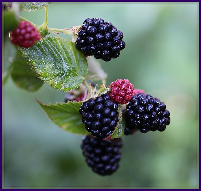 photo "One fine morning" tags: nature, macro and close-up, Ягоды