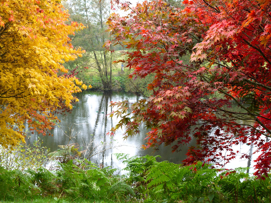 photo "Autumn" tags: landscape, autumn, forest