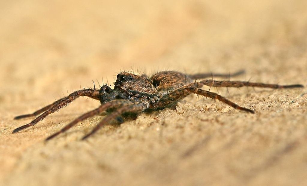 photo "Small spider" tags: nature, macro and close-up, insect