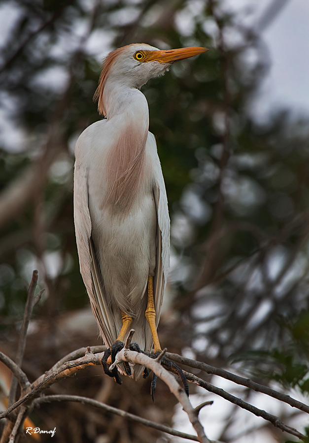 photo "Cattle egret 03" tags: nature, 
