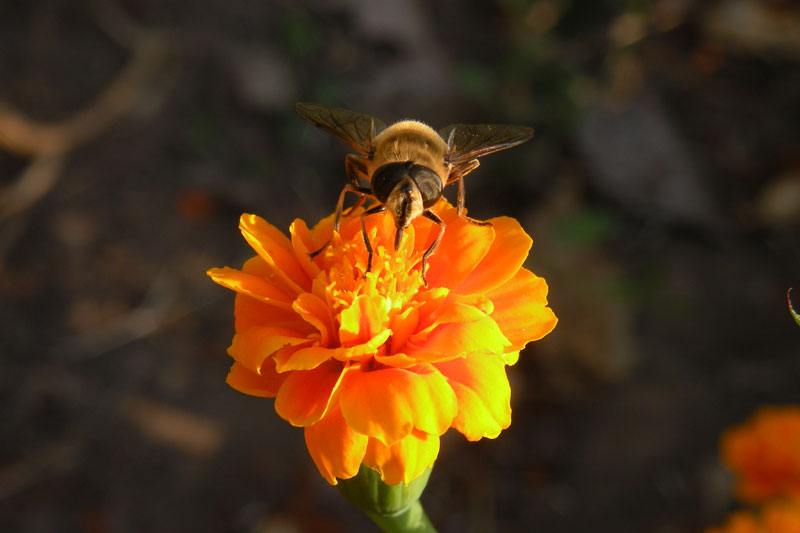 photo "Flight ready" tags: macro and close-up, 