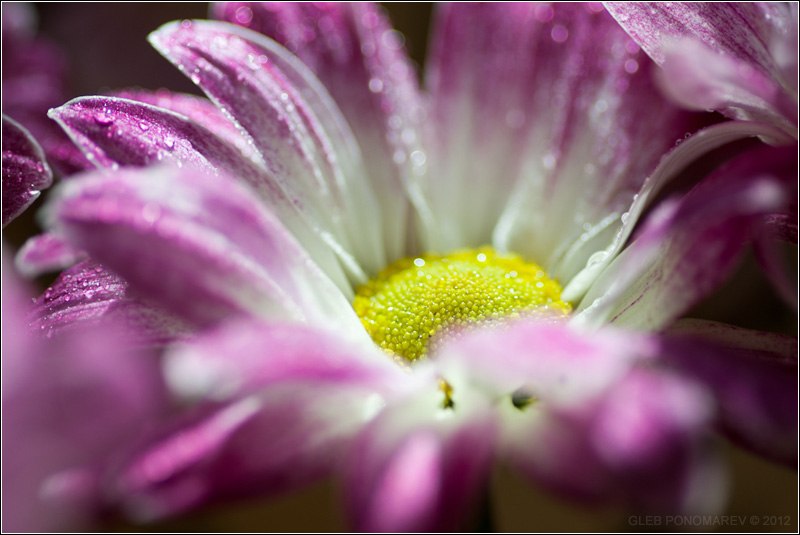 photo "***" tags: nature, macro and close-up, 