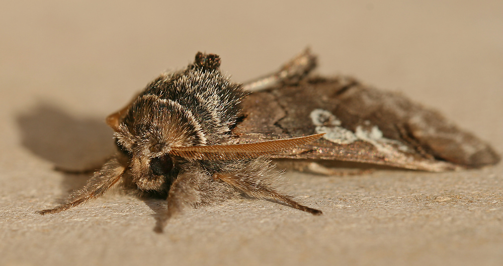 photo "Night-fly" tags: nature, macro and close-up, insect