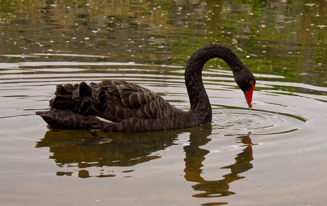 фото "Свет мой, зеркальце, скажи..." метки: природа, black swan