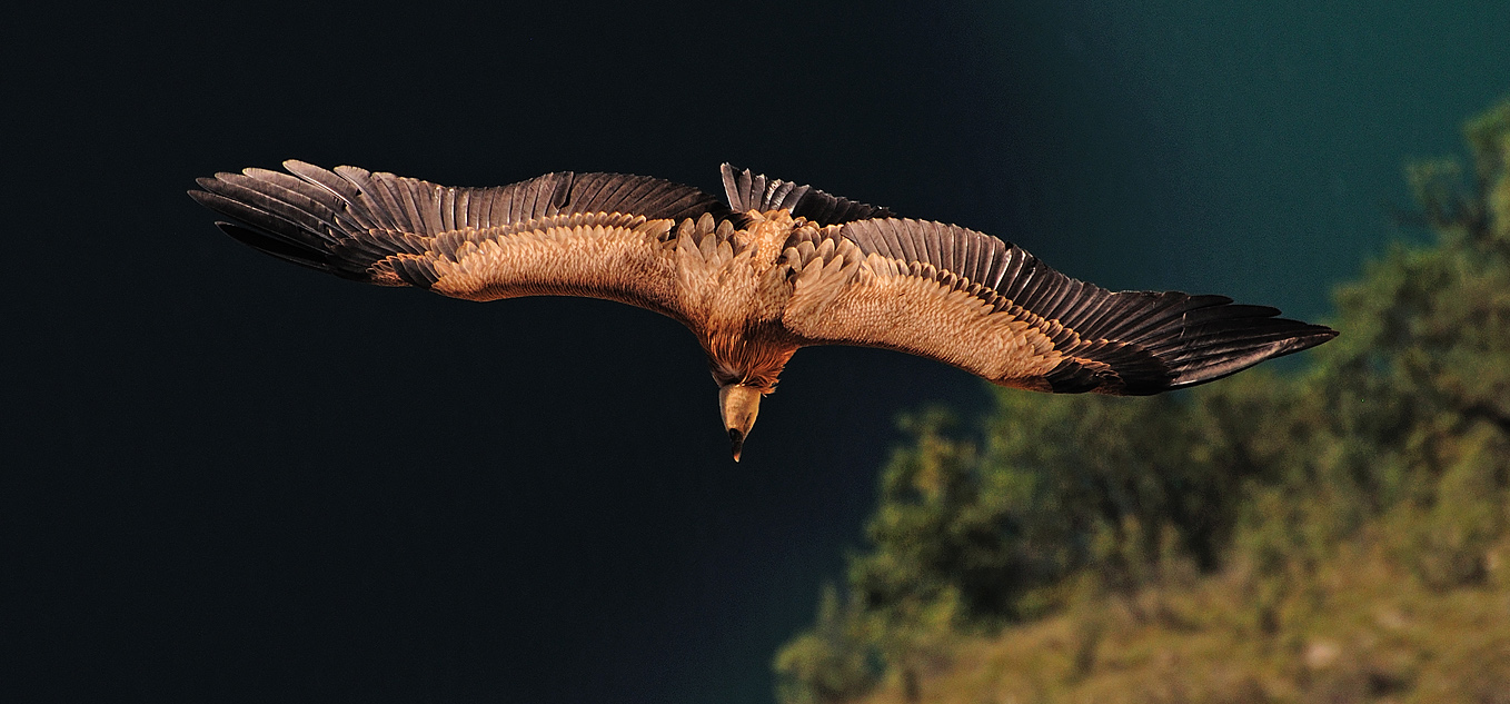 photo "***" tags: nature, flight, wild animals, wings, Сип, размах