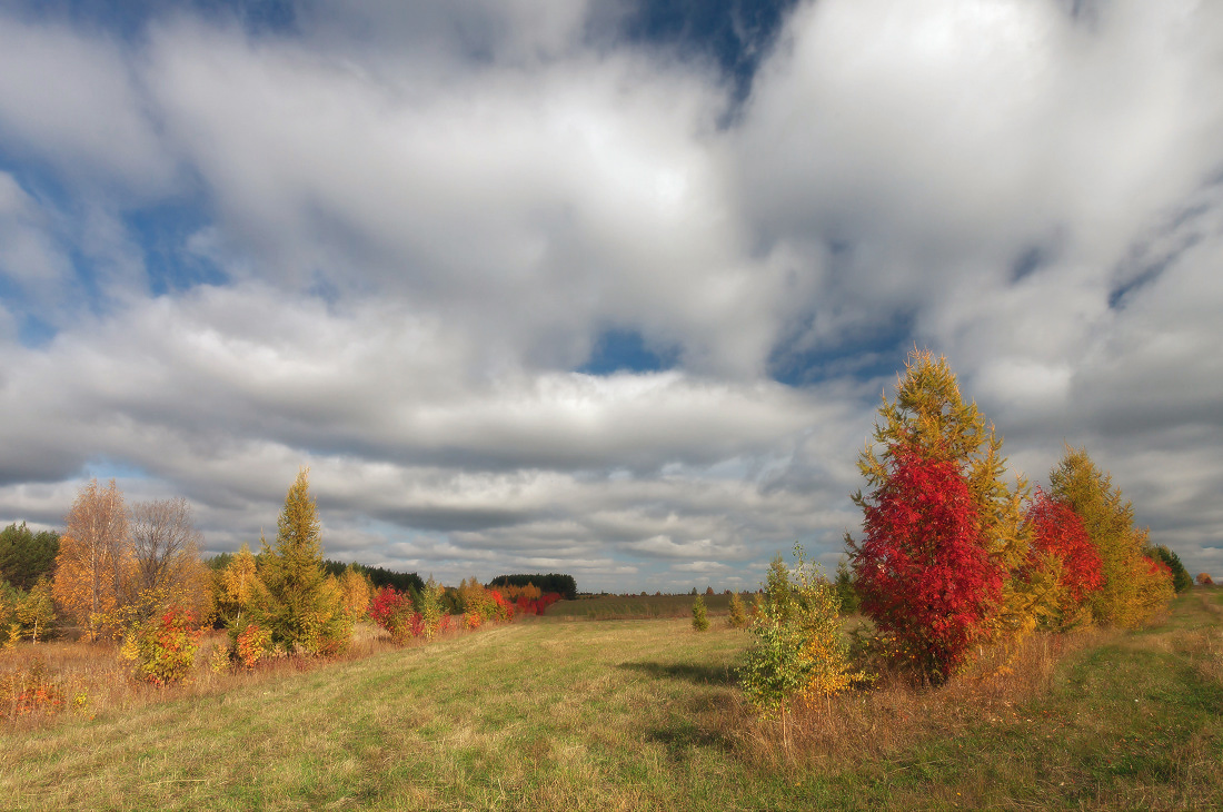 photo "***" tags: landscape, autumn, clouds, field, forest, grass, tree, краски