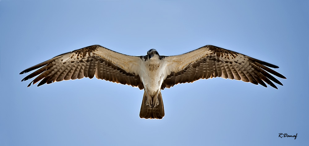 photo "Osprey 02" tags: nature, 