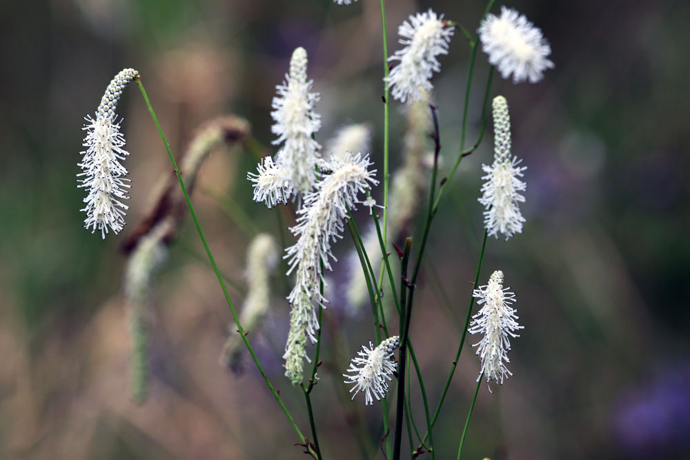 photo "***" tags: nature, autumn, flowers