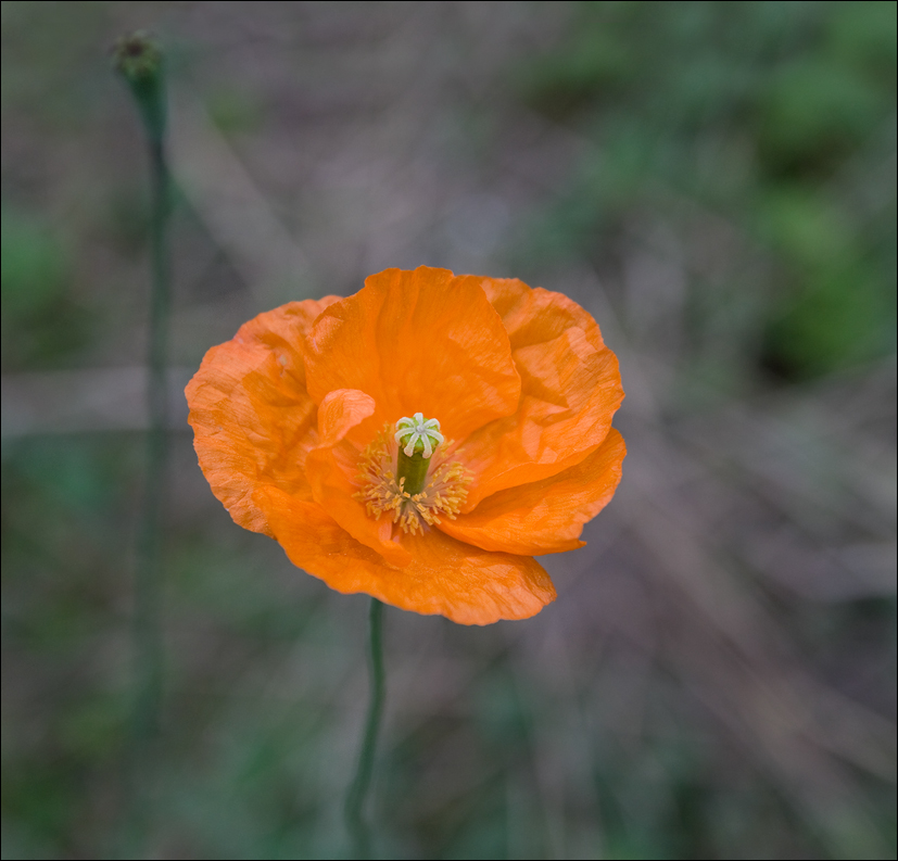 photo "***" tags: nature, flowers