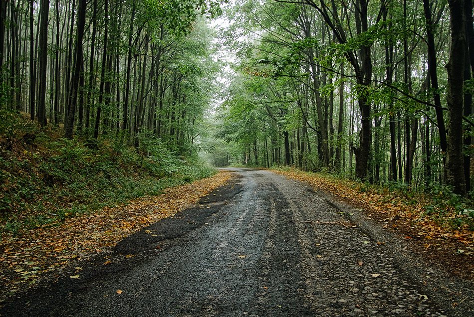 photo "Fall Again" tags: landscape, autumn, fog, rain, road