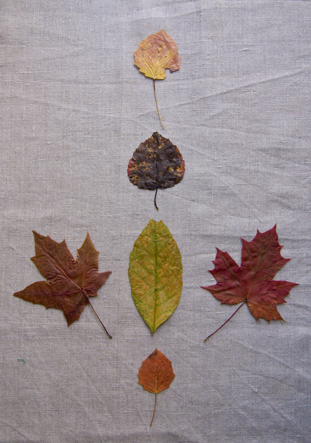 photo "***" tags: still life, autumn, leaf, гербарий, клен, осина, сухие листья