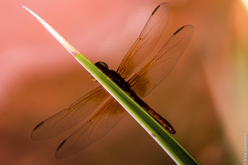 фото "***" метки: природа, dragonfly