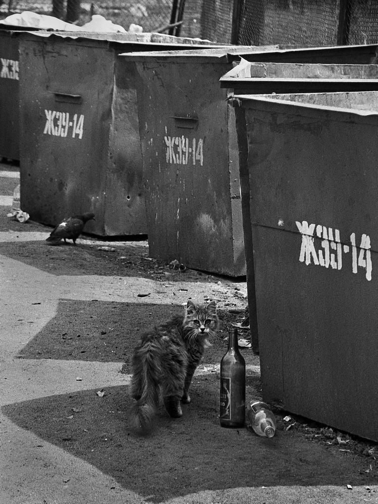 фото "Обход владений" метки: природа, город, 