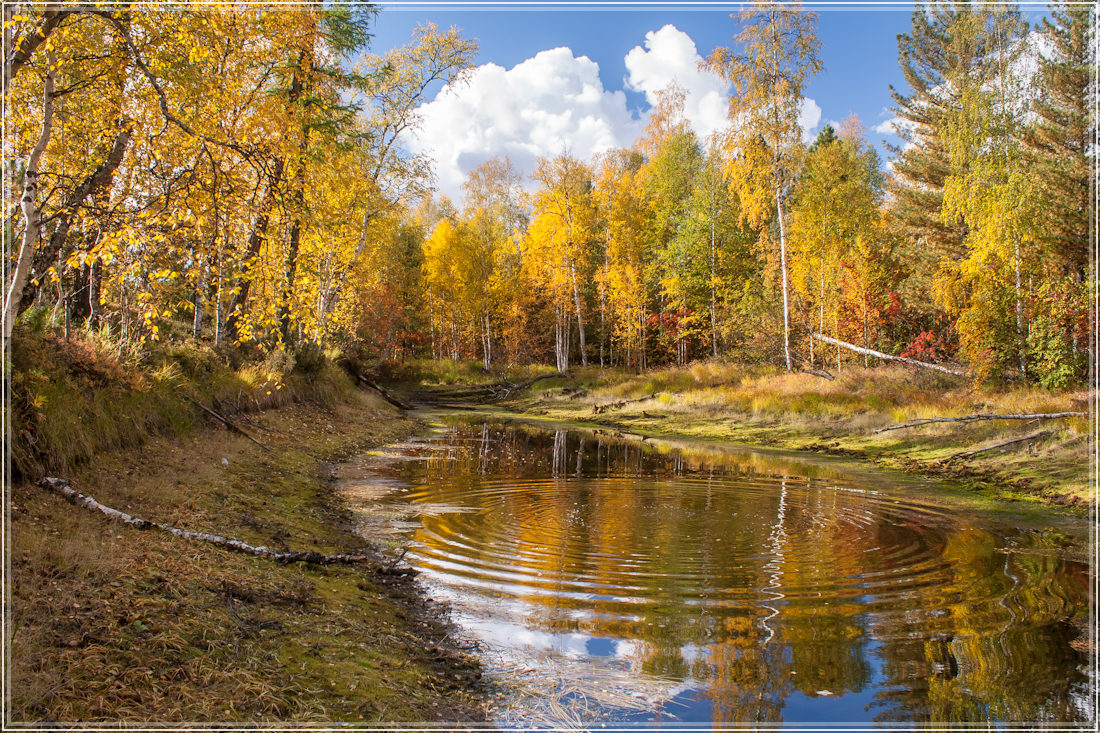 фото "****" метки: пейзаж, вода, лес, осень
