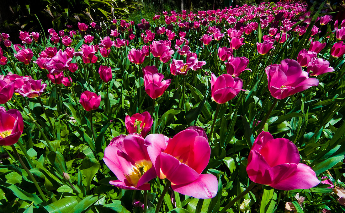 фото "The River of Tulips" метки: пейзаж, природа, tulips, цветы