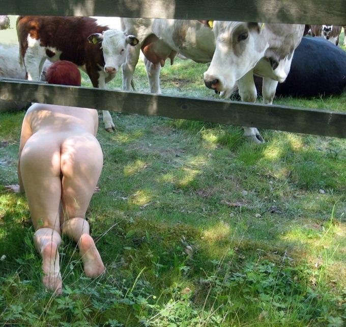 Naked Cows Having Sex With Other Cows.