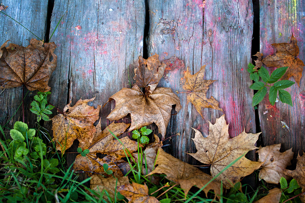 photo "***" tags: nature, still life, 