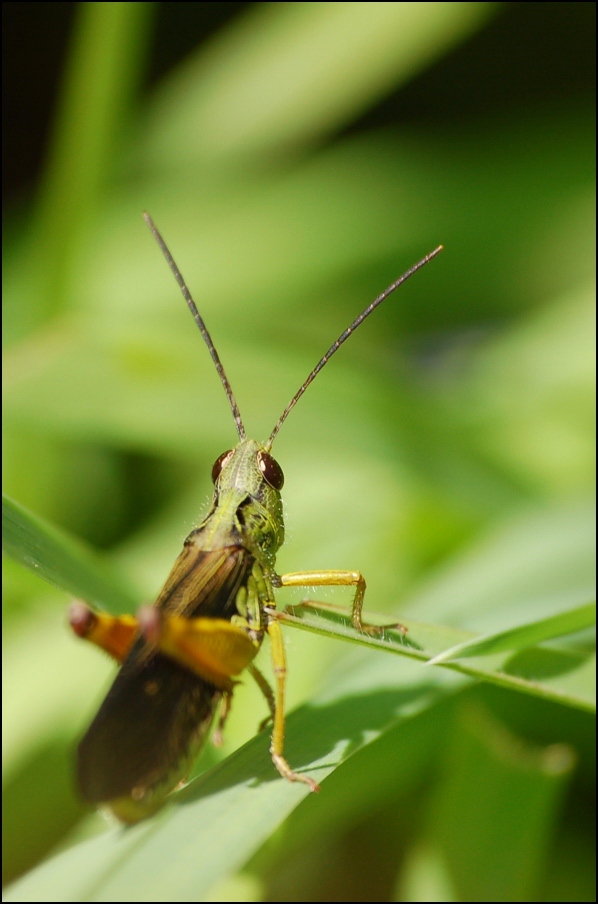 photo "***" tags: macro and close-up, insect