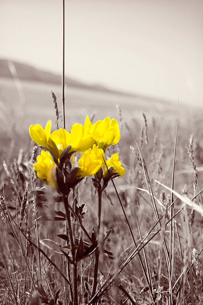 photo "***" tags: nature, Krasnoyarsk, flowers, mountains, summer, Красноярский край