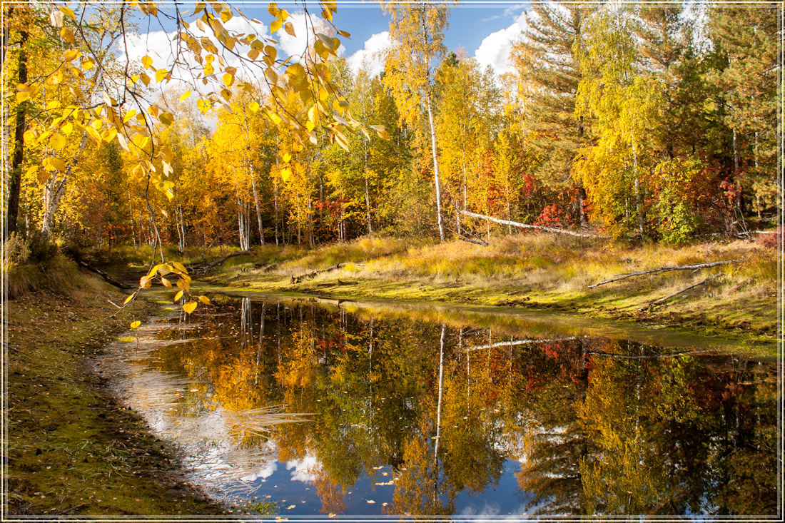 фото "****" метки: пейзаж, вода, лес, осень