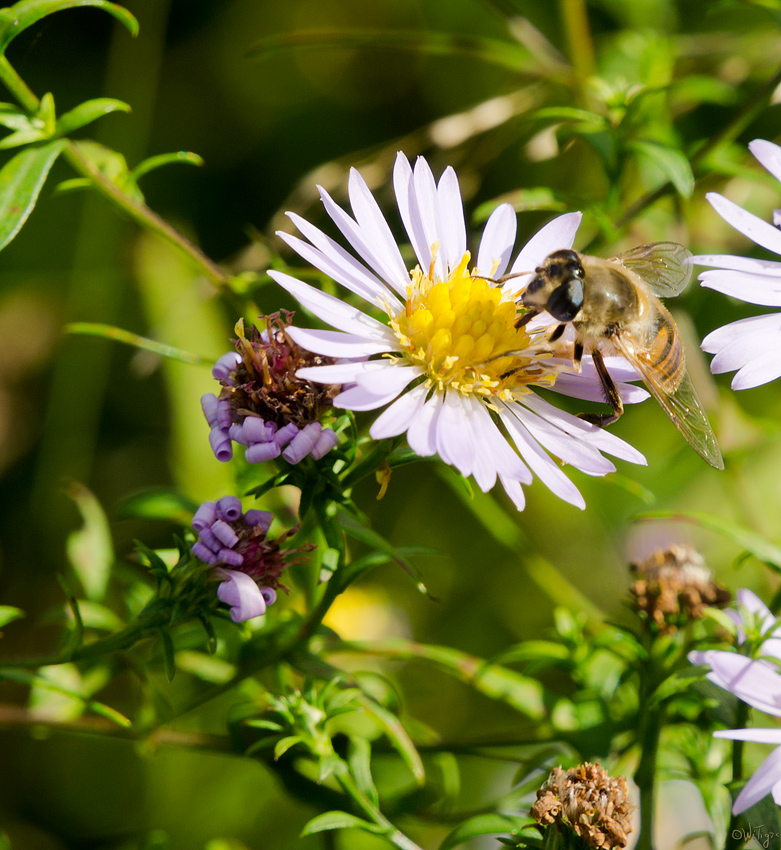 photo "autumn honey harvest" tags: macro and close-up, autumn, flowers, forest, insect