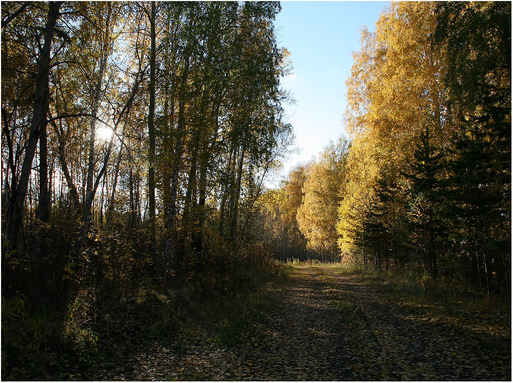 фото "сентябрь" метки: пейзаж, день, лес, лист, осень