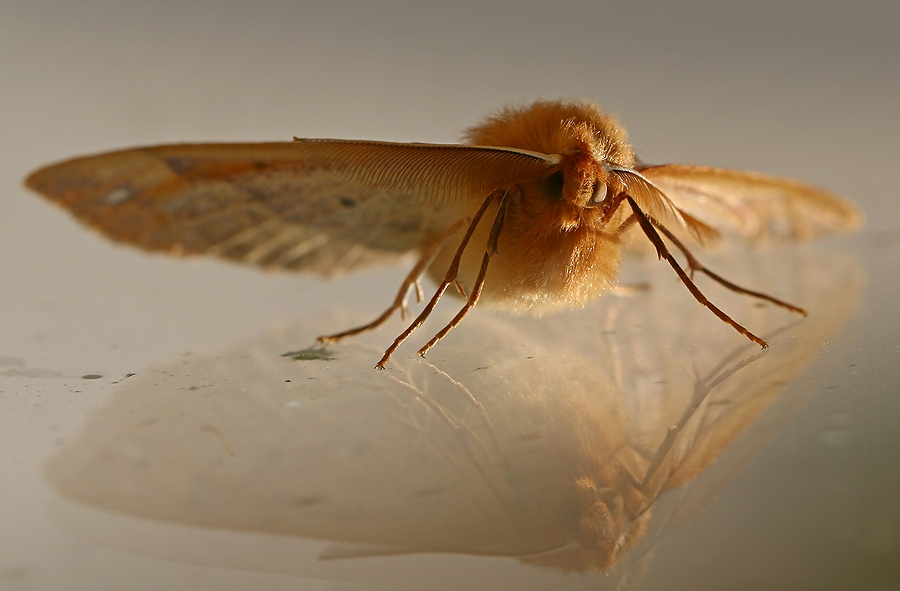 фото "Ночная бабочка (1)" метки: природа, макро и крупный план, насекомое