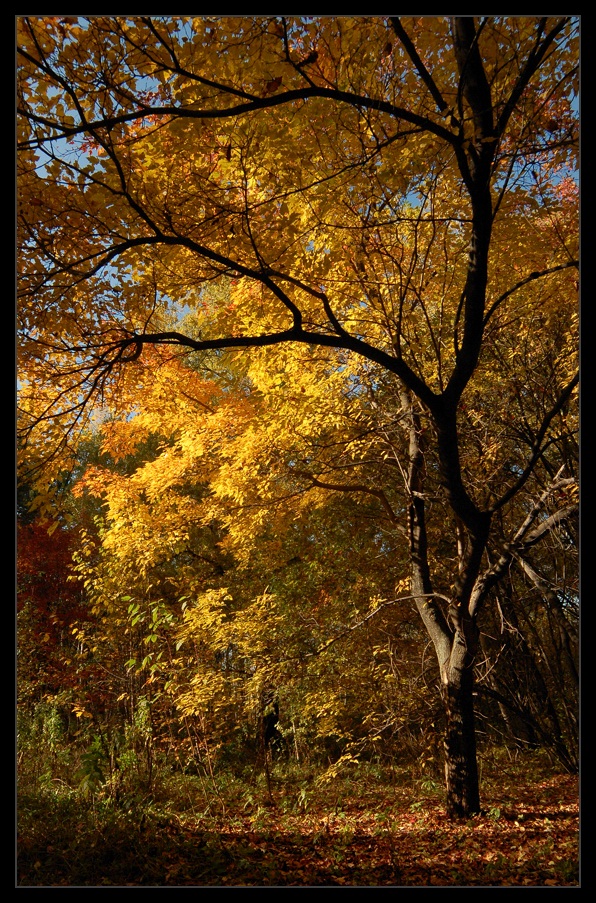 photo "Autumn light" tags: landscape, autumn, forest