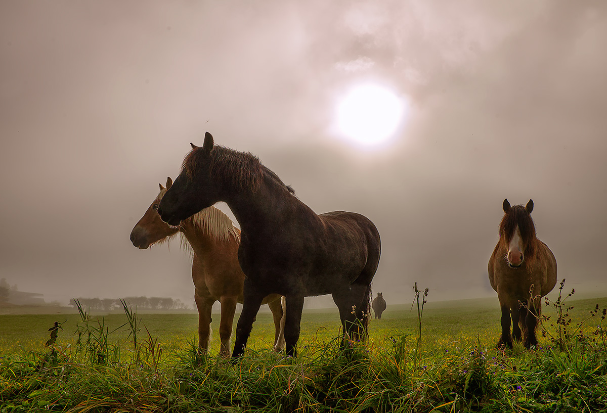 photo "Horses in a foggy morning" tags: nature, 