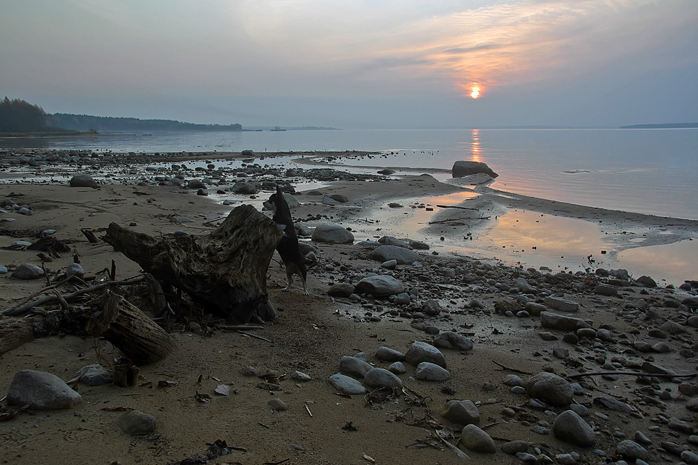 photo "***" tags: landscape, autumn, pets/farm animals, sunset, Беларусь, Вилейское водохранилище